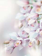Фотопанно Divino Нежная орхидея (P-068)